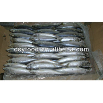 frozen pacific mackerel fish on sale